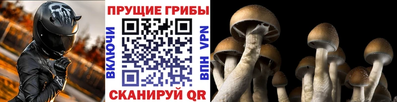 Купить где  Ершов  Псилоцибиновые грибы GOLDEN TEACHER 